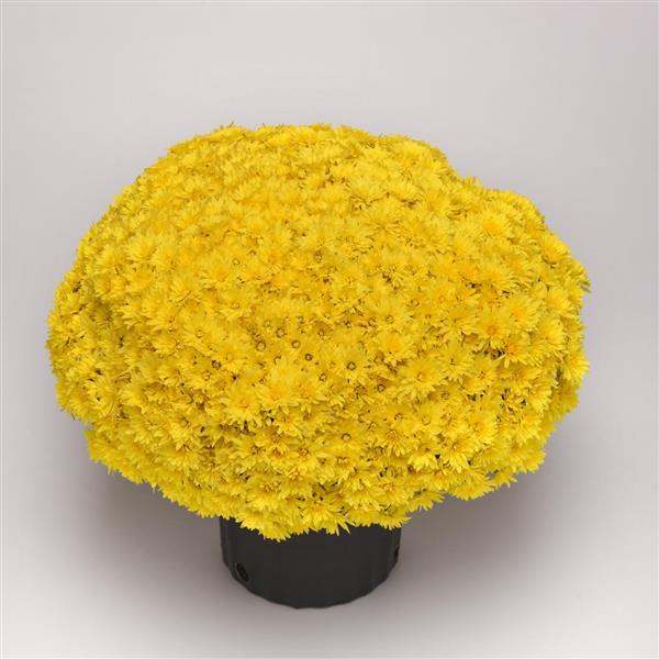 Garden Mum Other Destiny Yellow - Container