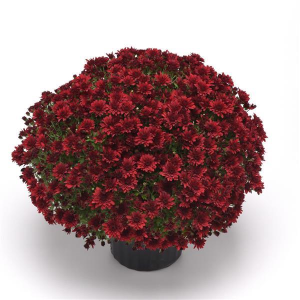Garden Mum Other Roaring Red - Container