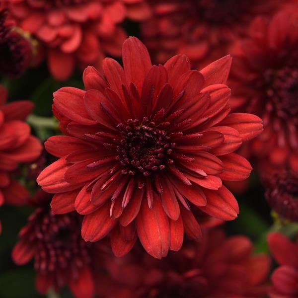 Garden Mum Other Maverick Red - Bloom