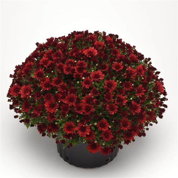 Garden Mum Other Maverick Red - Container