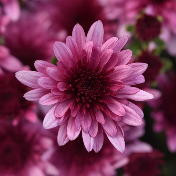 Garden Mum Other Morgana Pink - Bloom