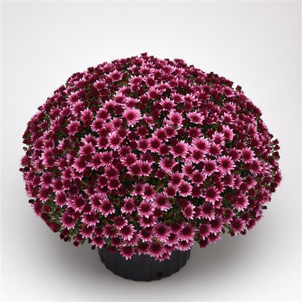 Garden Mum Other Morgana Pink - Container