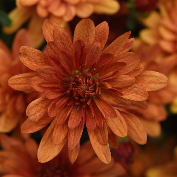 Garden Mum Other Kickin' Spicy Orange - Bloom