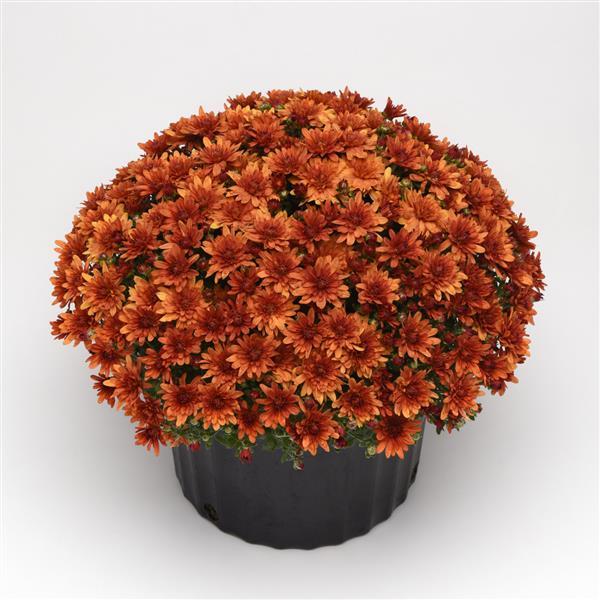 Garden Mum Other Kickin' Spicy Orange - Container