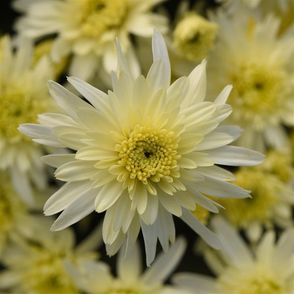 Garden Mum Other Carousel White - Bloom
