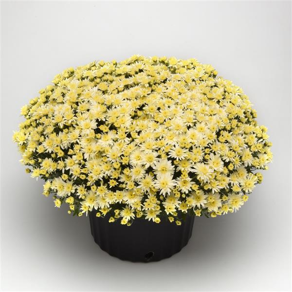 Garden Mum Other Carousel White - Container
