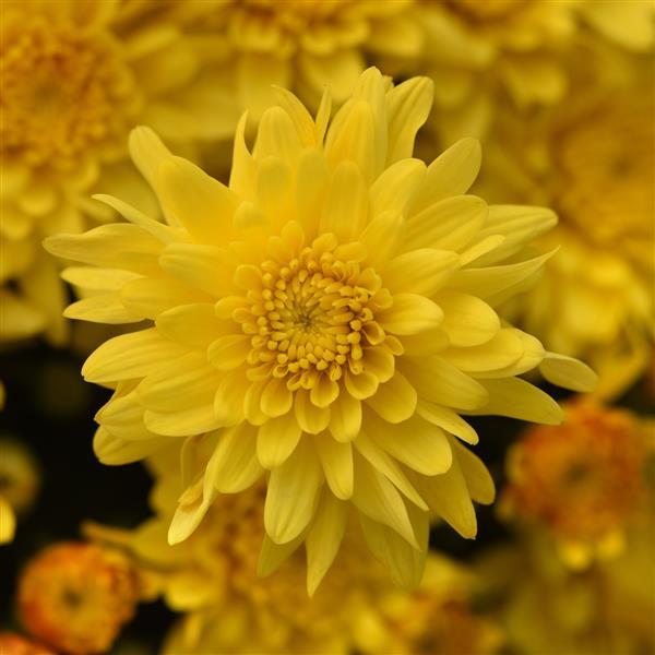 Garden Mum Other Tribeca Yellow - Bloom