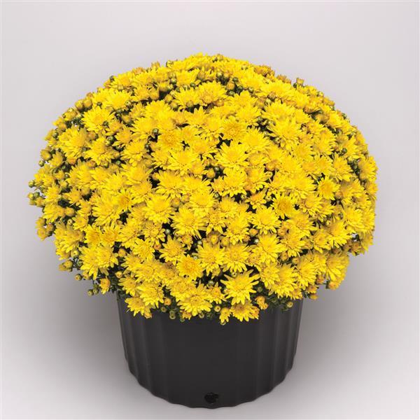 Garden Mum Other Tribeca Yellow - Container