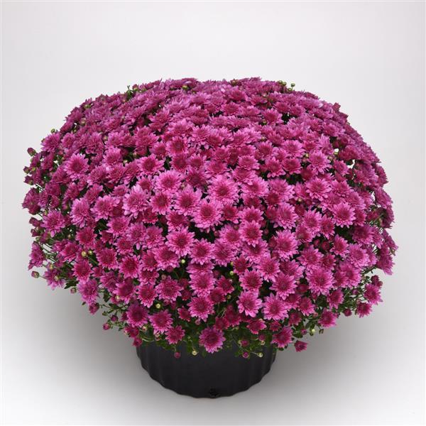 Garden Mum Other Tribeca Dark Pink - Container