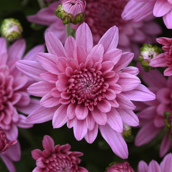 Garden Mum Other Tribeca Pink - Bloom