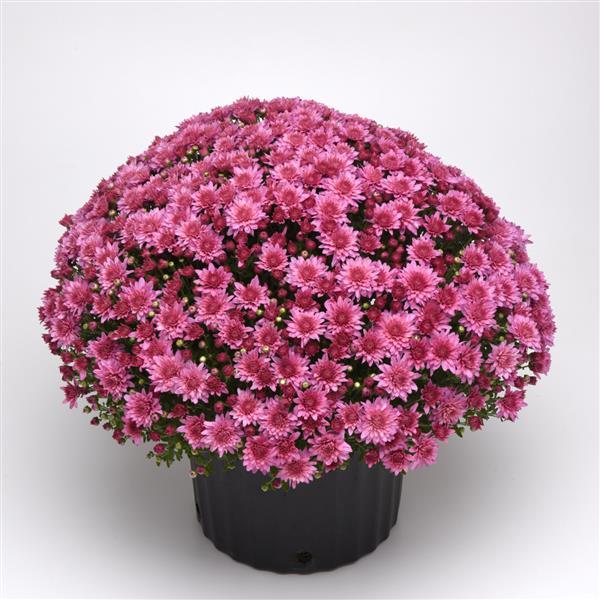Garden Mum Other Tribeca Pink - Container
