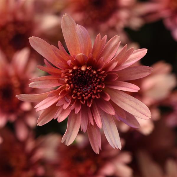 Garden Mum Other Carousel Blushing Salmon - Bloom