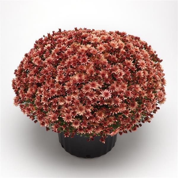 Garden Mum Other Carousel Blushing Salmon - Container