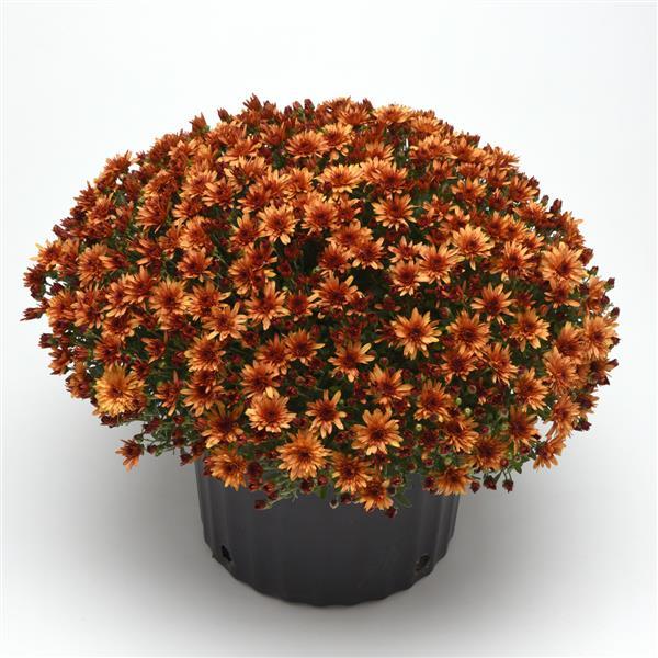 Garden Mum Other Carousel Glimmer Orange - Container