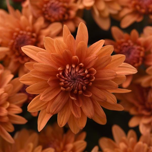 Garden Mum Other Tribeca Amber Orange - Bloom