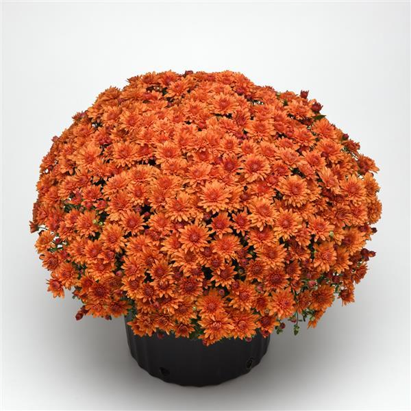 Garden Mum Other Tribeca Amber Orange - Container