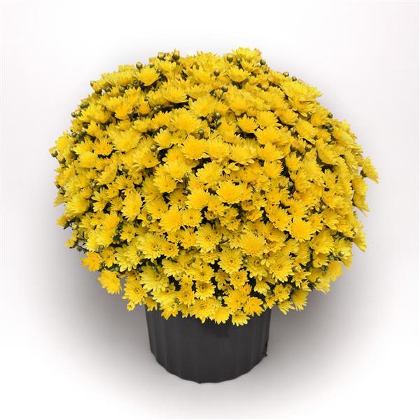 Garden Mum Other Milkshake Banana Yellow - Container