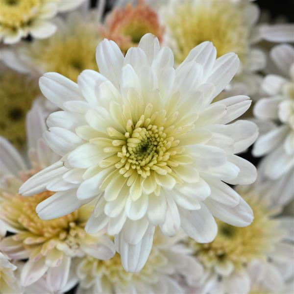 Garden Mum Other Milkshake Coconut White - Bloom
