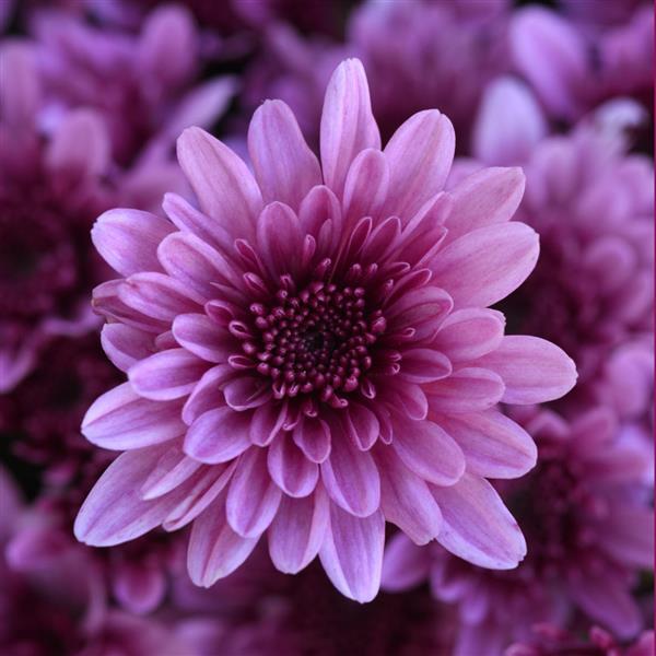 Garden Mum Other Milkshake Berry Pink - Bloom