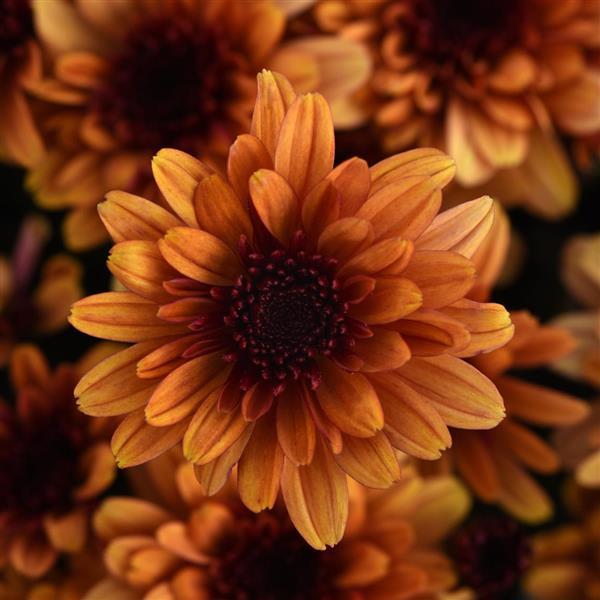 Garden Mum Other Milkshake Kiwi Bronze - Bloom