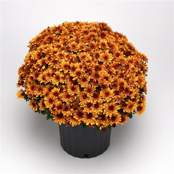 Garden Mum Other Milkshake Papaya Orange - Container