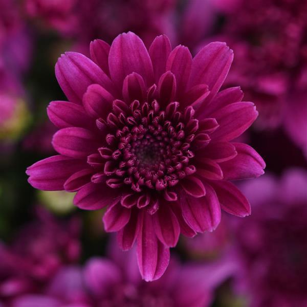 Garden Mum Other Milkshake Cherry Purple - Bloom