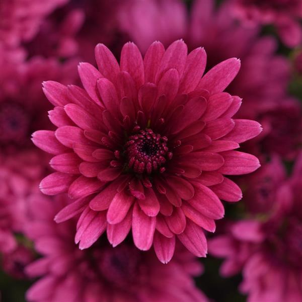 Garden Mum Other Cosmic Galaxy Purple - Bloom