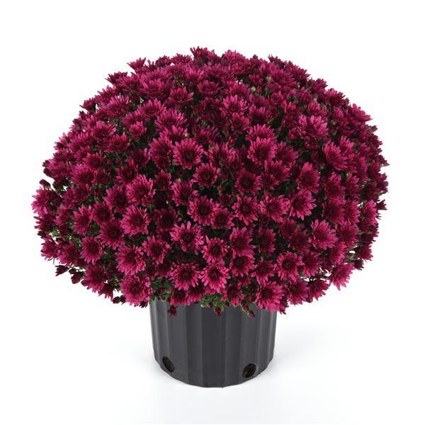Garden Mum Other Cosmic Galaxy Purple - Container