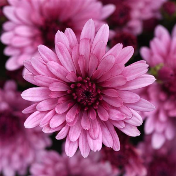 Garden Mum Other Cosmic Lunar Pink - Bloom