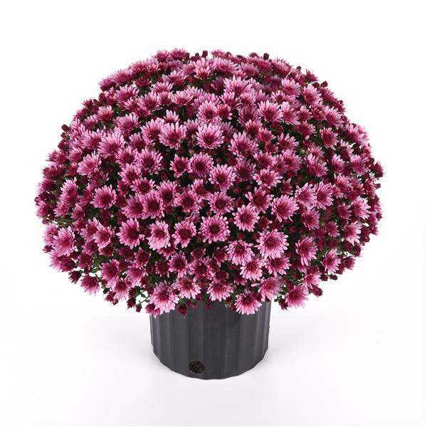 Garden Mum Other Cosmic Lunar Pink - Container