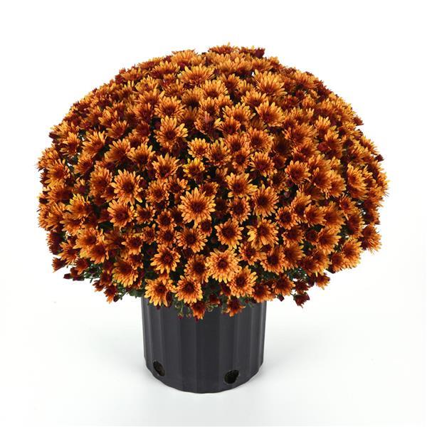 Garden Mum Other Cosmic Meteor Bronze - Container