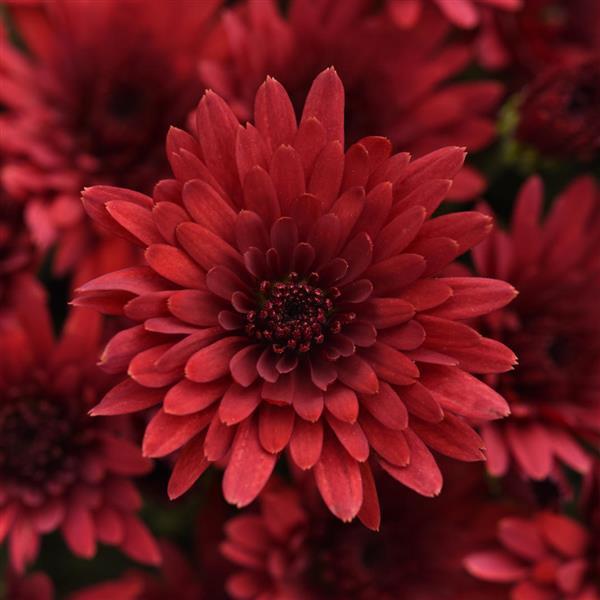 Garden Mum Other Cosmic Fireball Red - Bloom