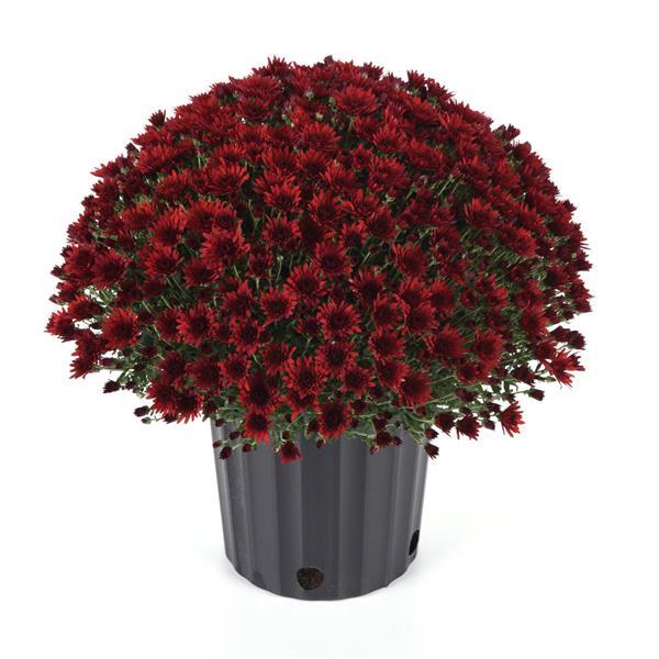 Garden Mum Other Cosmic Fireball Red - Container