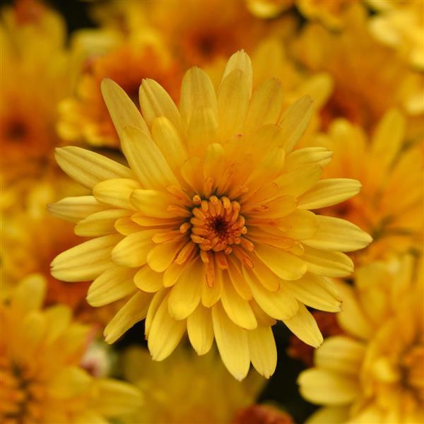 Garden Mum Other Cosmic Solar Yellow - Bloom