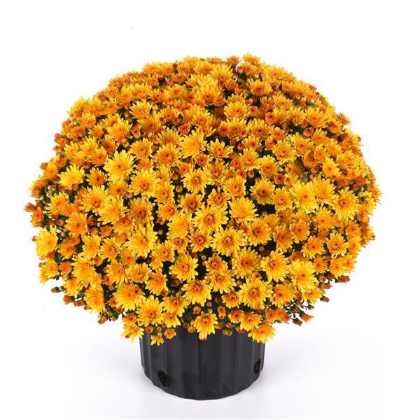 Garden Mum Other Cosmic Solar Yellow - Container