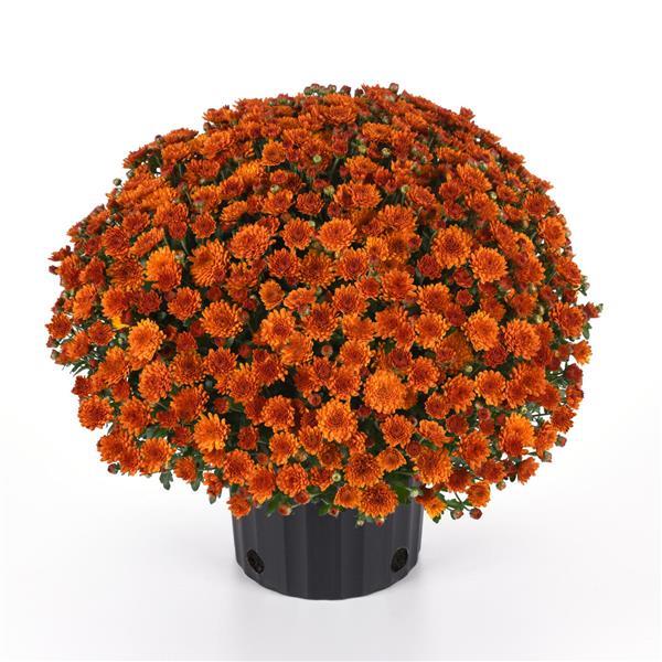 Garden Mum Other Spicy Pumpkin Orange - Container