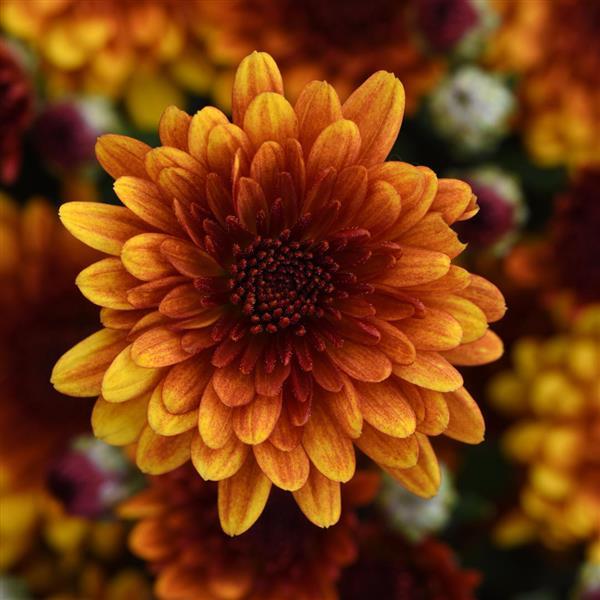 Garden Mum Other Orange Helios - Bloom