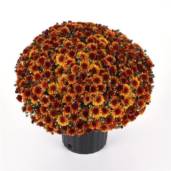 Garden Mum Other Orange Helios - Container