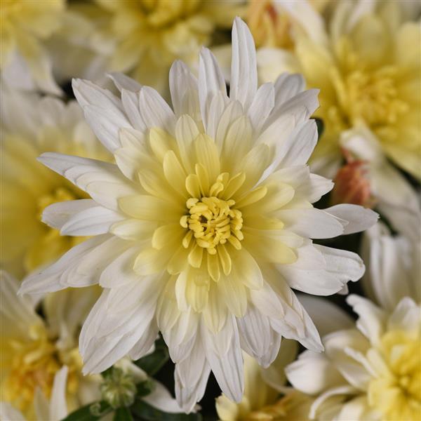 Garden Mum Astral White - Bloom