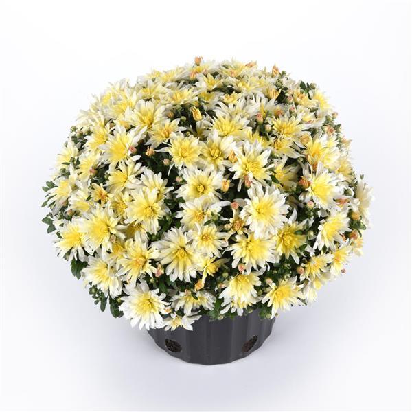 Garden Mum Other Astral White - Container