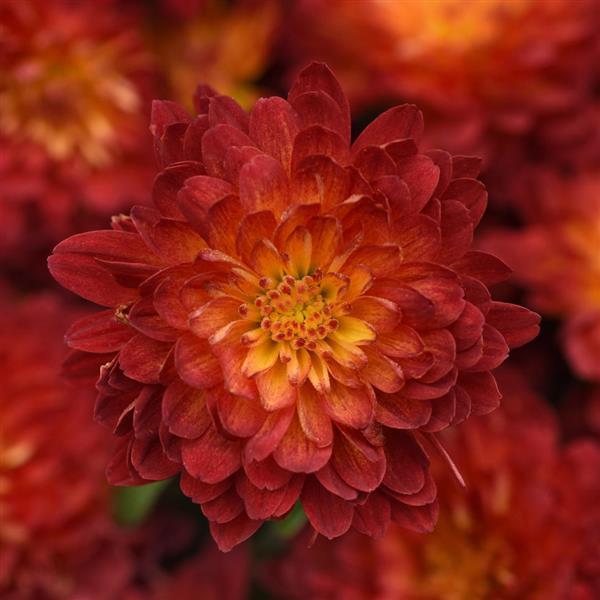 Garden Mum Other Metrona Bronze - Bloom