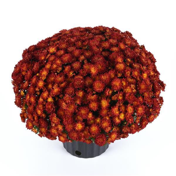 Garden Mum Other Metrona Bronze - Container