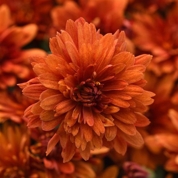 Garden Mum Other Sweet Potato Pie Bronze - Bloom