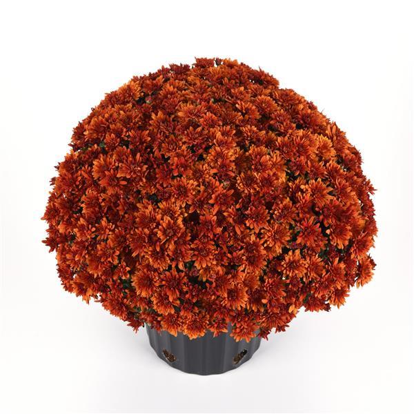 Garden Mum Other Sweet Potato Pie Bronze - Container