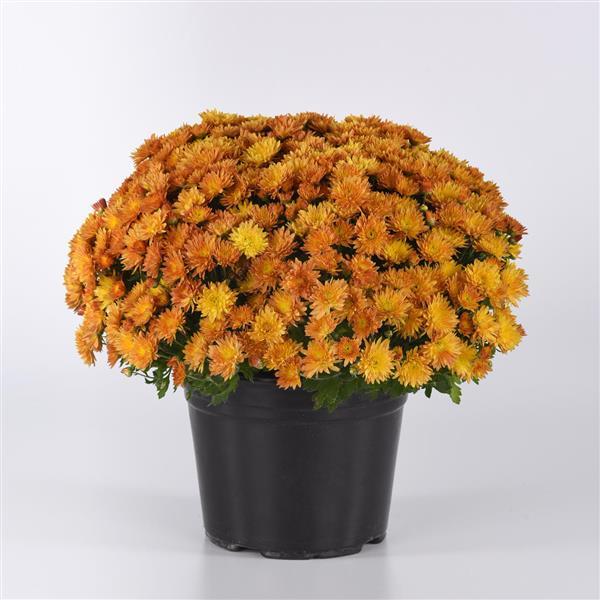 Garden Mum Other Petite Orange Improved - Container