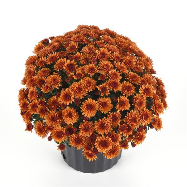 Garden Mum Other Katelli Bronze Improved - Container