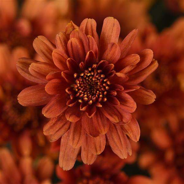 Garden Mum Other Axios Orange - Bloom