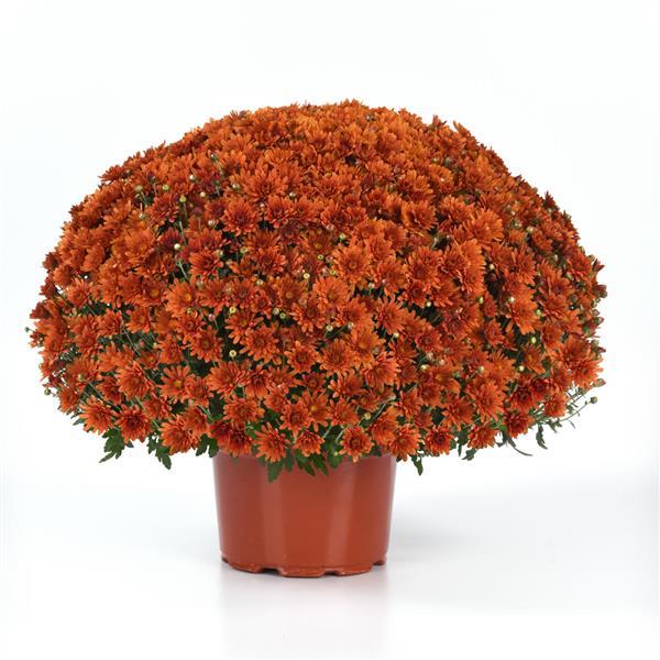 Garden Mum Other Axios Orange - Container