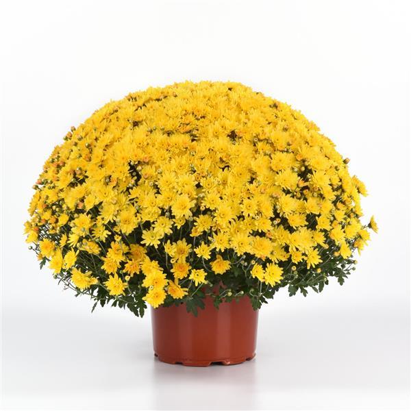 Garden Mum Other Axios Yellow - Container