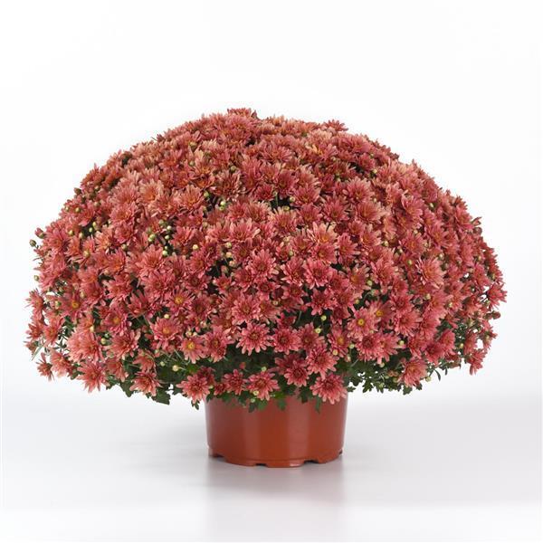 Garden Mum Other Axios Coral - Container